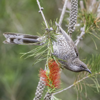 Little Wattlebird